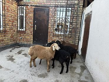 мучные черви купить: Продаю | Овца (самка) | Для разведения | Ярка — 6