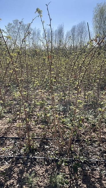 бетон чолпон ата: Малина кочот сатылат сорт пшехиба элитный сорт — 7