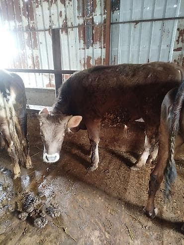 силос в брекетах: Продаю | Бык (самец) | Швицкая, Симментальская | Для разведения — 2