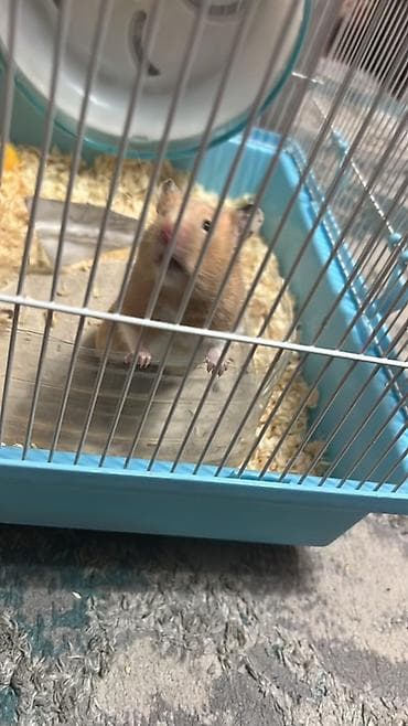 Другие животные: Сирийский хомяк с клеткой и аксессуарами - Окрас: рыжий с белым — 4