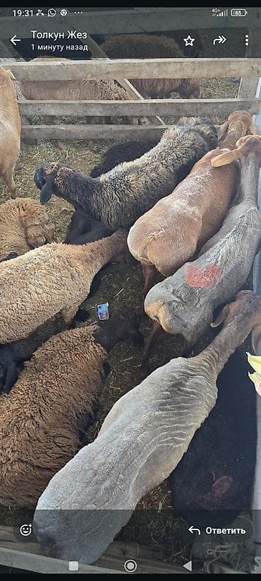 сено измельчител: Продаю | Овца (самка) | Для разведения | Ярка — 2