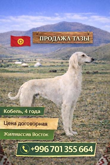 козу сатылат бишкек: 4 жаш, Эркек — 1