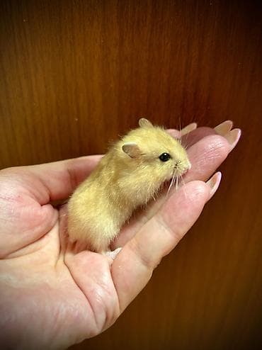 сирийские хомячки: Продаются хомячки джунгарские, сирийские, ангорские пушистые хомячки — 1