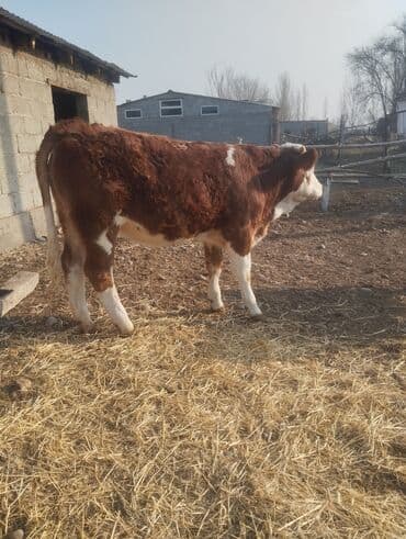 собака шпиц: Продаю | Бык (самец) | На откорм | Привязанные — 4