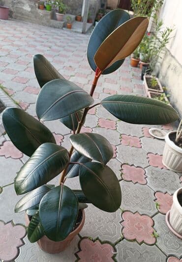 фикус для офиса: Фикус каучуконосный(Элатстика)высота 60-70см вечнозелёный с густой — 4