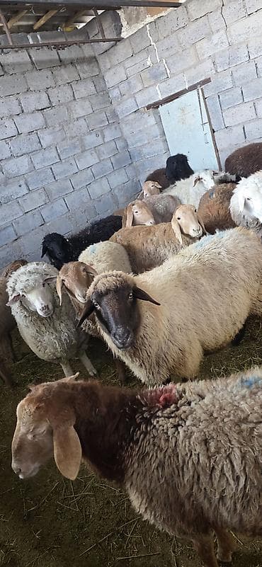 Баран, овца: Продаю | Овца (самка) | На забой — 5