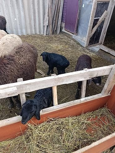 А/ч жаныбарларын сатып алам: Сатам | Ургаачы кой (ургаачы) | Эдильбай | Көбөйтүү үчүн | Ургаачы — 3