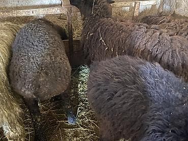 сколько стоит кролик домашний: Продаю | Баран (самец), Ягненок | Полукровка | Для разведения, На забой, Для шерсти | Ярка, Осеменитель — 3