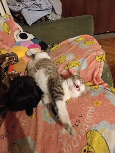 шотландские вислоухие котята в бишкеке: Беспородная, 5 месяцев, Девочка, Белый, Кастрирована, Приучена к лотку, Проглистована — 26