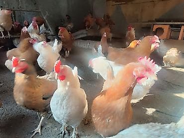 С/х животные и товары: Продаю | Куры | Домашняя | Для разведения — 2