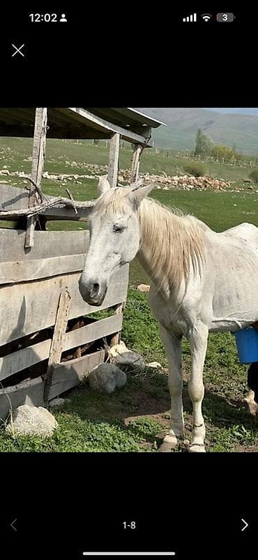 обувь красовки: 5 РАЗОВОЕ КОБЫЛЬЕ МОЛОКО‼️ -3 разовое питание -сут, айран, творог — 1