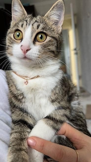 пластиковый кейс: У моей кошки есть страница в Инстаграме. Менее чем за месяц у него — 1