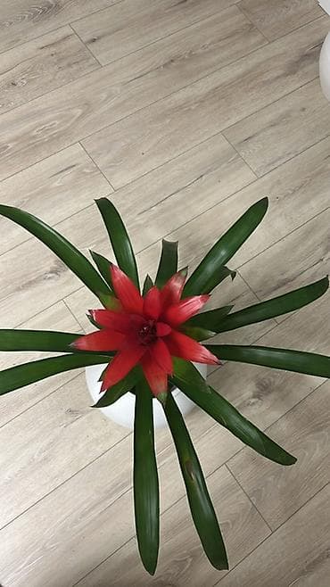 светы: Гузмания (Guzmania) с ярким красно-алым соцветием в горшке. - — 2