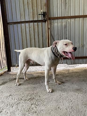 каракол собаки: Аргентинский дог, кобель, белый окрас. Крупный, атлетичный, с — 1