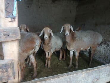 купить бельгийскую овчарку малинуа: Продаю | Ягненок | Арашан — 1