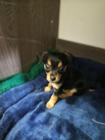 Услуги ветеринара: Той-терьер, 2 месяца, Самец — 2