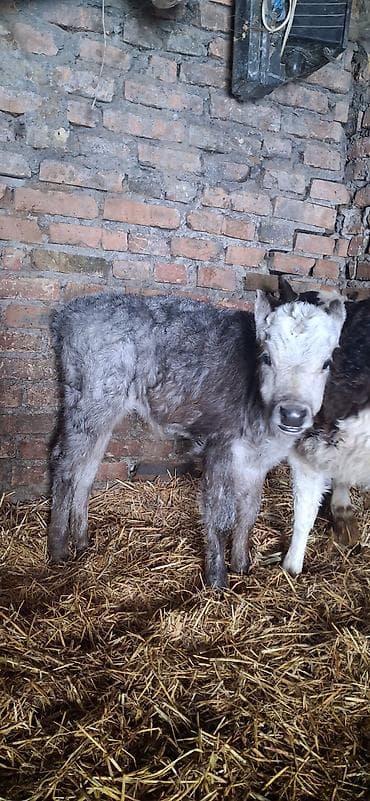 кулак тай: Продаю | Музоо, торпок | Для разведения — 2