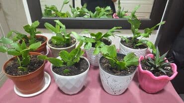 арча саженцы: Декабрист (Schlumbergera) — комнатный кактус с плоскими членистыми — 2