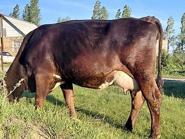 меняю на дом: Продаю | Корова (самка) | Полукровка | Для молока | Стельные — 2
