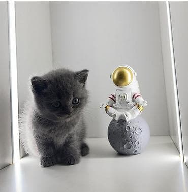 Кошки: Скотиш Страйт (Шотландская прямоухая), 2 месяца, Мальчик, Приучена к лотку, Проглистована — 1