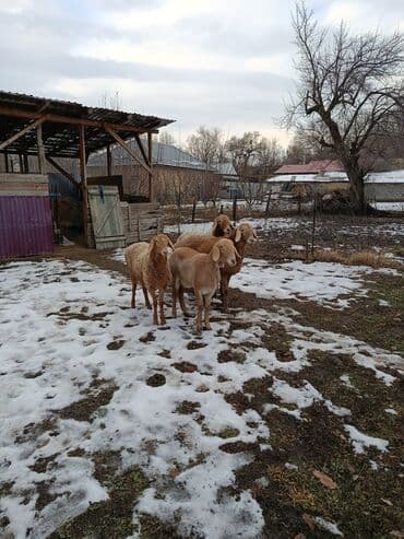 собаки авчарка: Продаю | Овца (самка) | На забой | Матка — 8