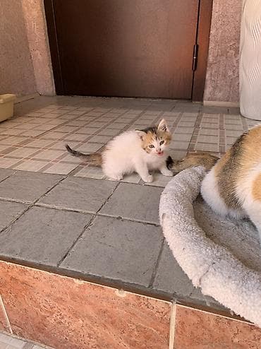 scottish fold: 1 месяц, Девочка, Приучена к лотку — 10