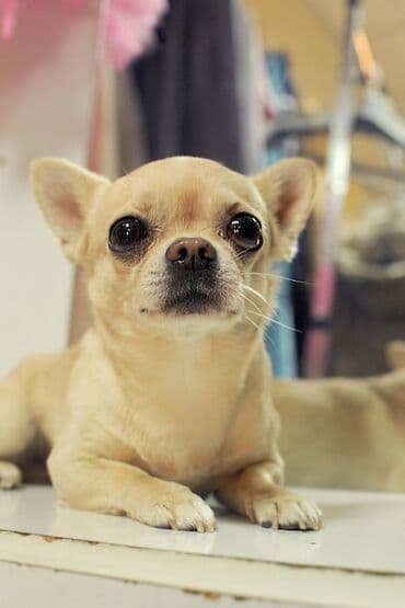 Чихуахуа, 4 месяца, Самка, С прививкой at lalafo.kg Чихуахуа, 4 месяца, Самка, С прививкой