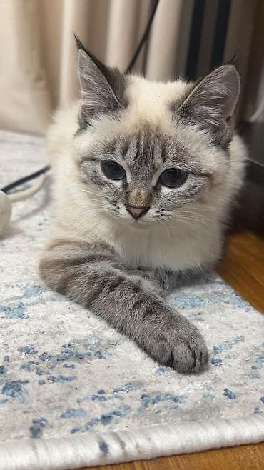 Продаётся красивая, породистая, домашняя и полностью обученная кошка