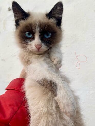 шиншилла британская кошка цена: Отдам в ОЧЕНЬ добрые руки котят невероятной красоты! Находятся в — 5