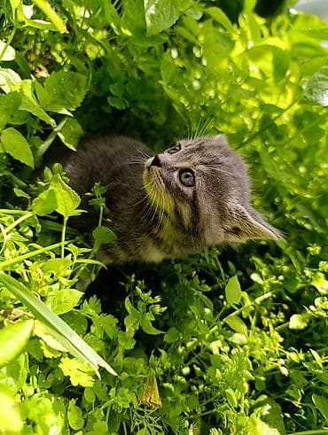 вислоухие кошки цена: Британская короткошёрстная, 1 месяц, Девочка, Приучена к лотку — 6