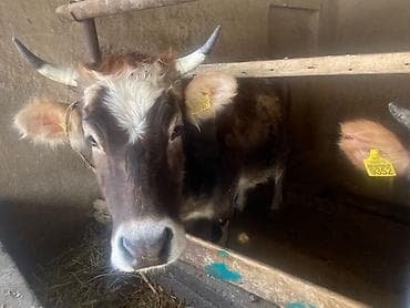 телки швиц: Продаю | Корова (самка) | Для разведения | Нетель — 2