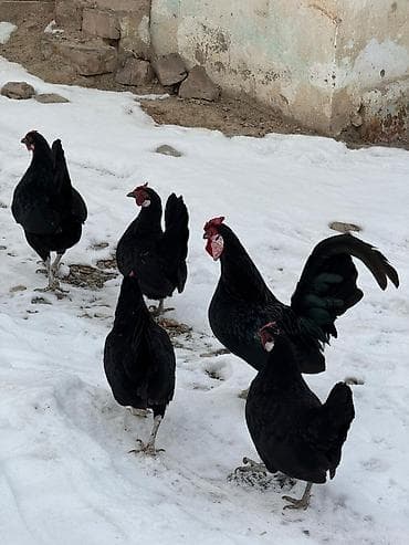 куплю куриные кости: Продаю | Куры, Петух — 2