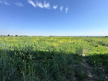 220 соток, Для сельского хозяйства, Красная книга, Тех паспорт at lalafo.kg 220 соток, Для сельского хозяйства, Красная книга, Тех паспорт