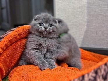 Шотландские котята! Продажа! Очаровательные мальчики и девочки с at lalafo.kg Шотландские котята! Продажа! Очаровательные мальчики и девочки с