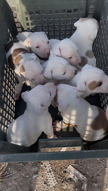 срочна алмашам: Питбуль, 1 месяц, Самец — 3