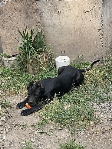 Иттер сатылат: Кане-корсо, Сука 3 года стерелизована не рожает окрас черный с — 5