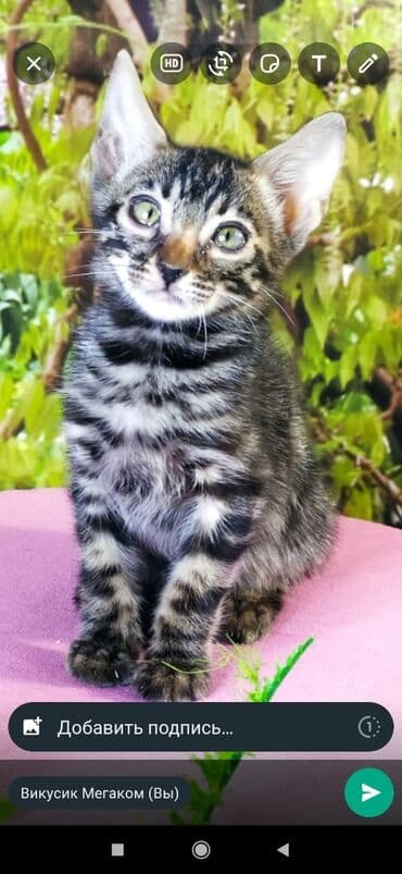 новорожденные котята: Друзья !!! питомник Бен Гла Мур с радостью предлагает новый помет. от — 3