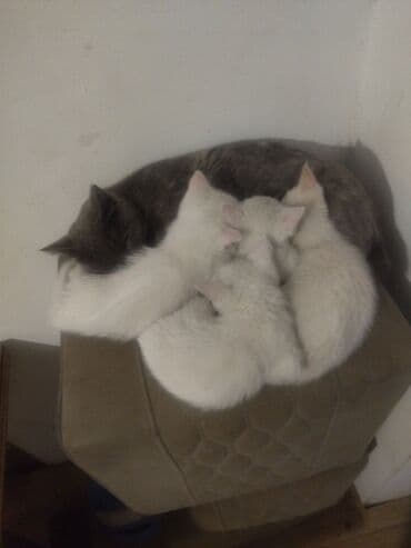 новорожденные котята: Котята белого окраса - На фото помёт из нескольких белоснежных котят — 1