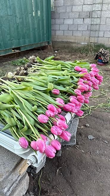 ночник тюльпан: Луковицы цветка: Тюльпаны, Самовывоз, Бесплатная доставка, Платная доставка — 8