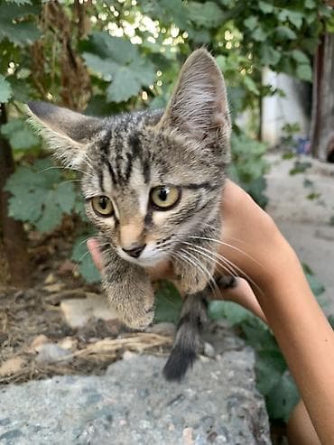 Үй жаныбарлары: Отдам 3-х месячных котят в хорошие руки. В лоток ходить умеют — 7