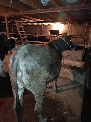 купить щегла: Продаю | Корова (самка) | Швицкая | Для разведения | Стельные — 2