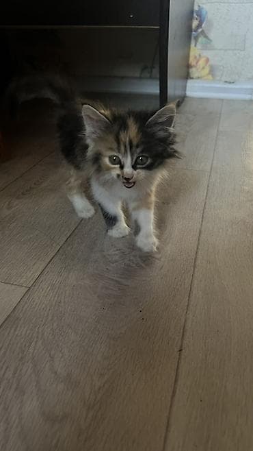 мейкун кошка: Кошка даром: Мейн-кун, 1 год, Девочка — 3
