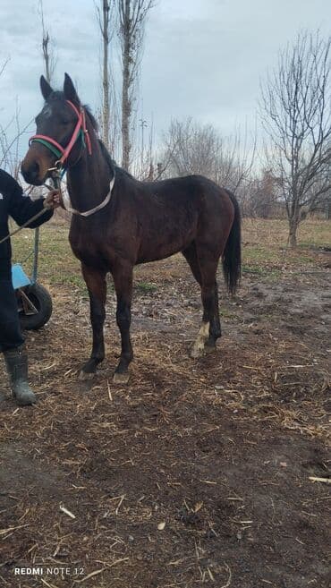 Продаю | Конь (самец) | Рабочий