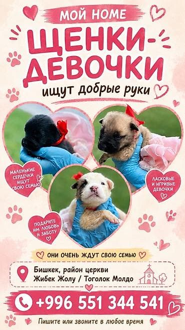 Щенки-девочки ищут добрые руки - Ласковые и игривые малыши lalafo.kg да Щенки-девочки ищут добрые руки - Ласковые и игривые малыши