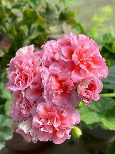 розы купить: Пеларгонии сортовые (махровые, розебудные) — коллекционные формы с — 4