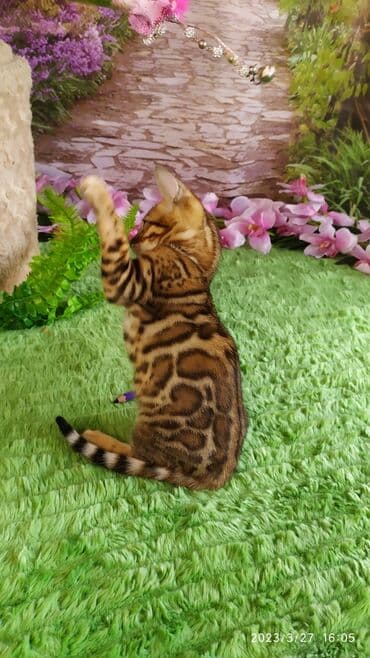 новорожденные котята: Друзья!! Проф питомник Бен Гла Мур Предлагает Шикарных элитных — 17