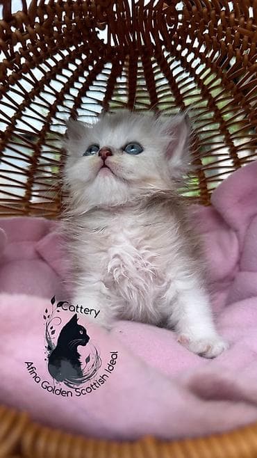 кошка черная: Британская короткошёрстная, 1 месяц, Мальчик, Серебристая шиншилла, Приучена к лотку — 3