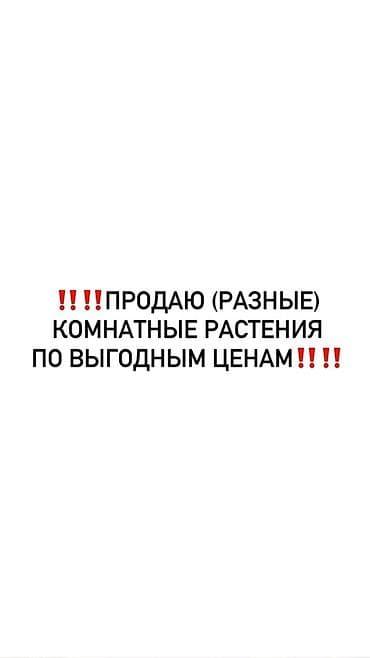 Комнатные растения: Комнатные растения — разные виды по выгодным ценам! - Ассортимент — 1
