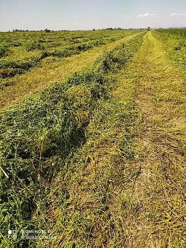 чоп сена: Продаю тюки чистый клевер второй и третий кос без доставки с места — 9