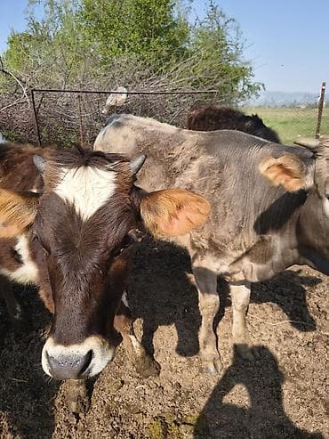 жан жаныбарлар: Сатам | Кунаажын | Аргын | Бордоп семиртүү үчүн — 3